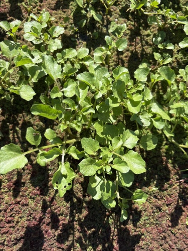 Nasturtium officinale, 2025-01-15