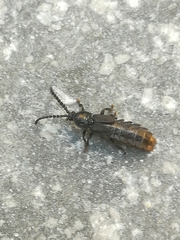 Phosphaenus hemipterus