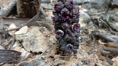 Bdallophytum americanum