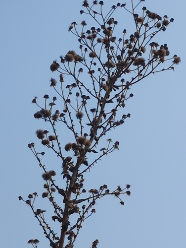 Telegraph weed winter