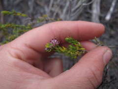 Erica glabella
