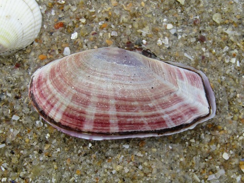 Gari fervensis