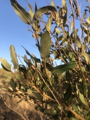 Ozoroa paniculosa paniculosa