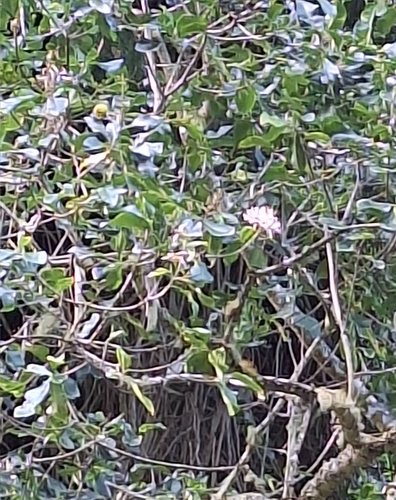 Image of Calodendrum capense by (c) Adele SL, some rights reserved (CC BY)
