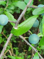 Prunus spinosa