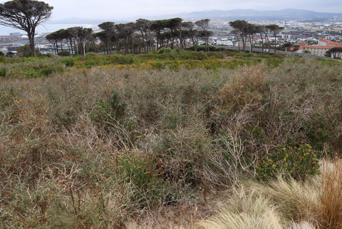 Image of Psoralea hirta by (c) Tony Rebelo, some rights reserved (CC BY-SA)