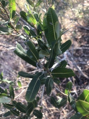 Ozoroa paniculosa paniculosa