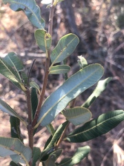 Ozoroa paniculosa paniculosa
