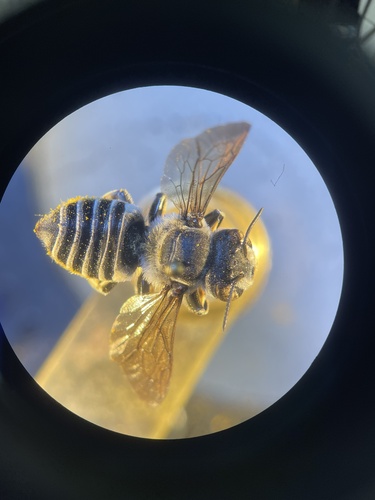 Megachile deflexa