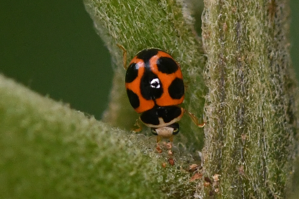 Lepidine Spurleg Lady Beetle