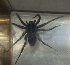 Araneae