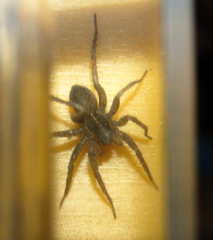 Araneae