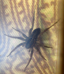 Araneae