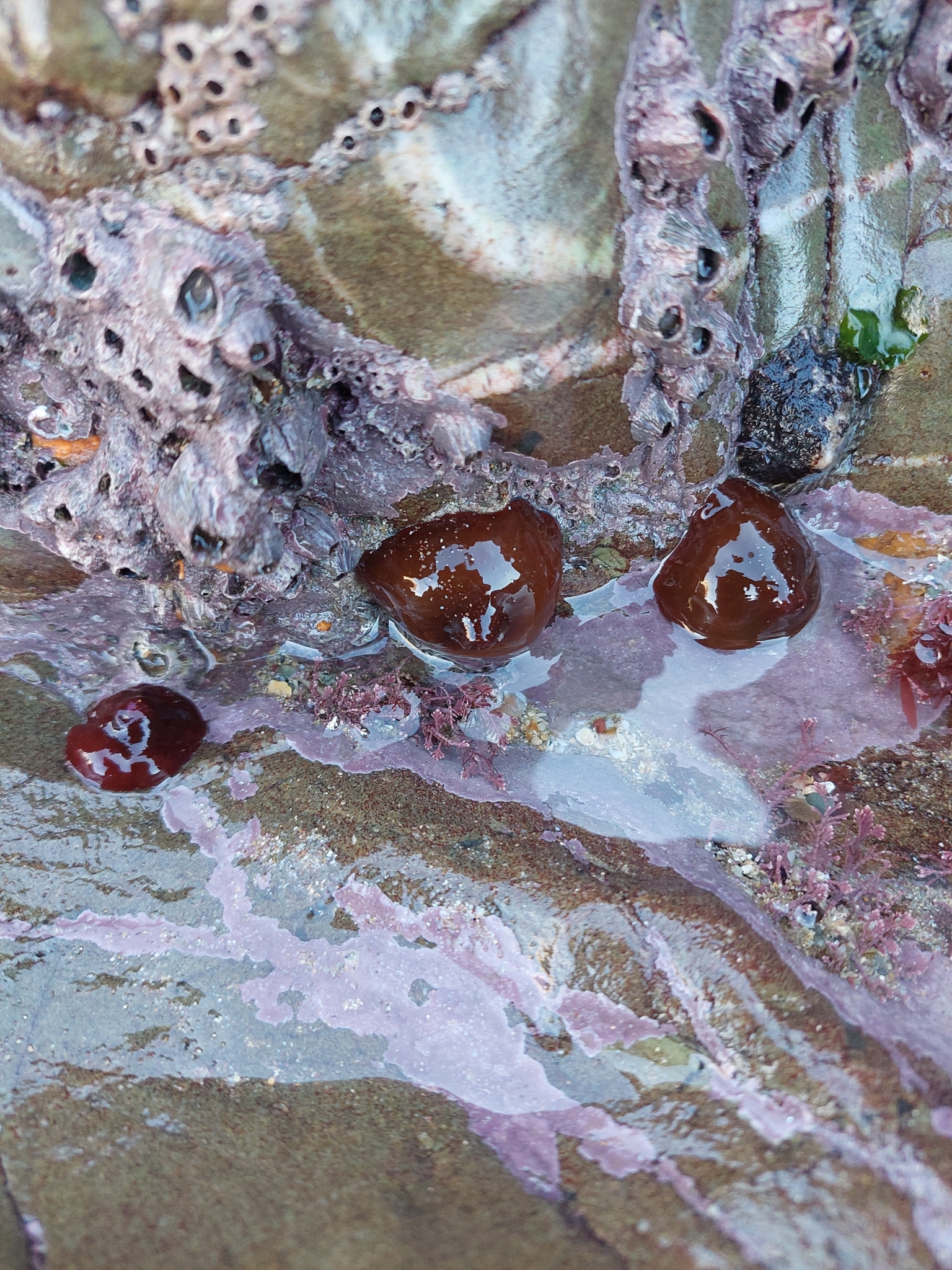Imagem de Morango-do-mar
