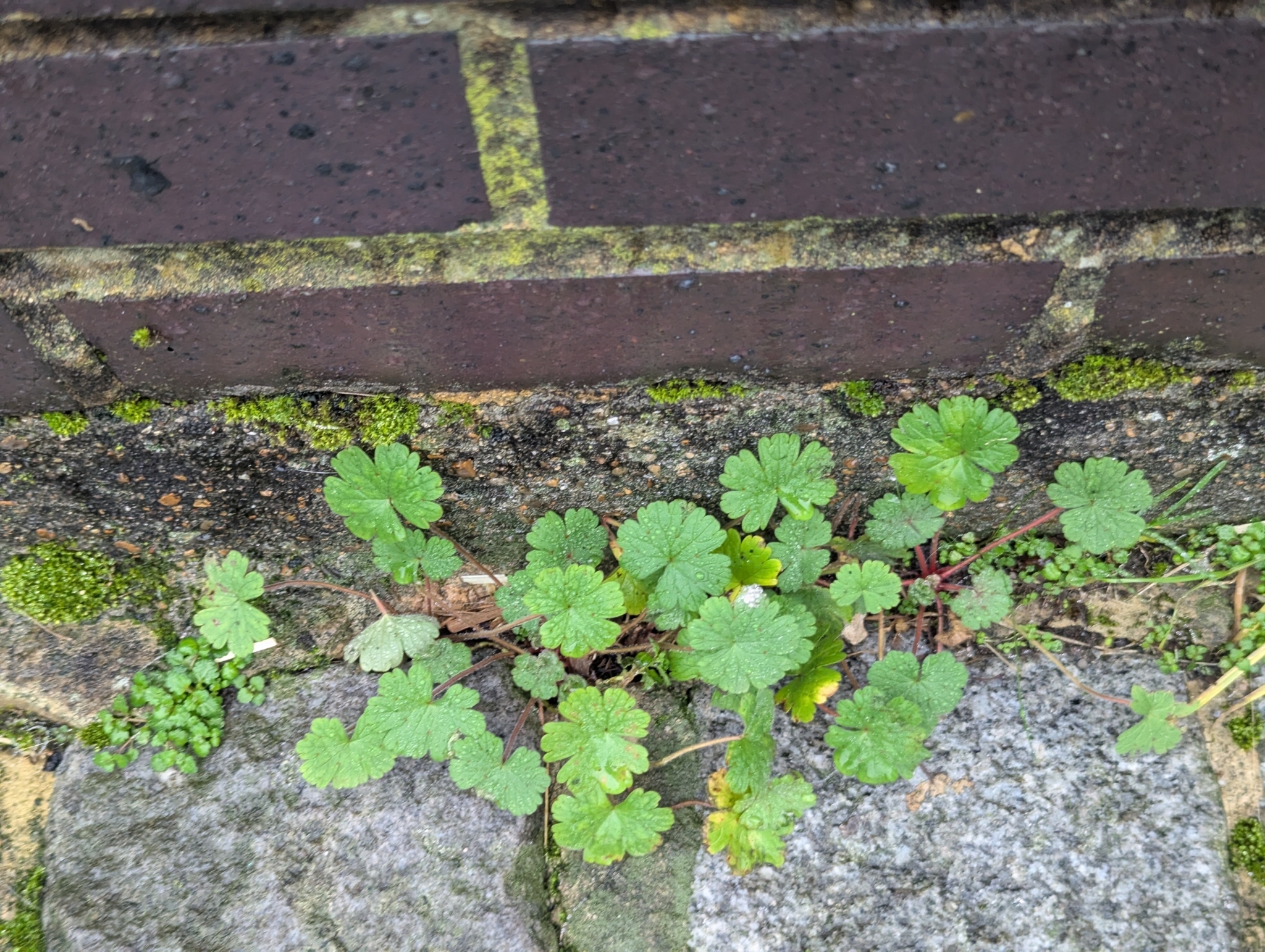 Imagem de Malva-de-cheiro