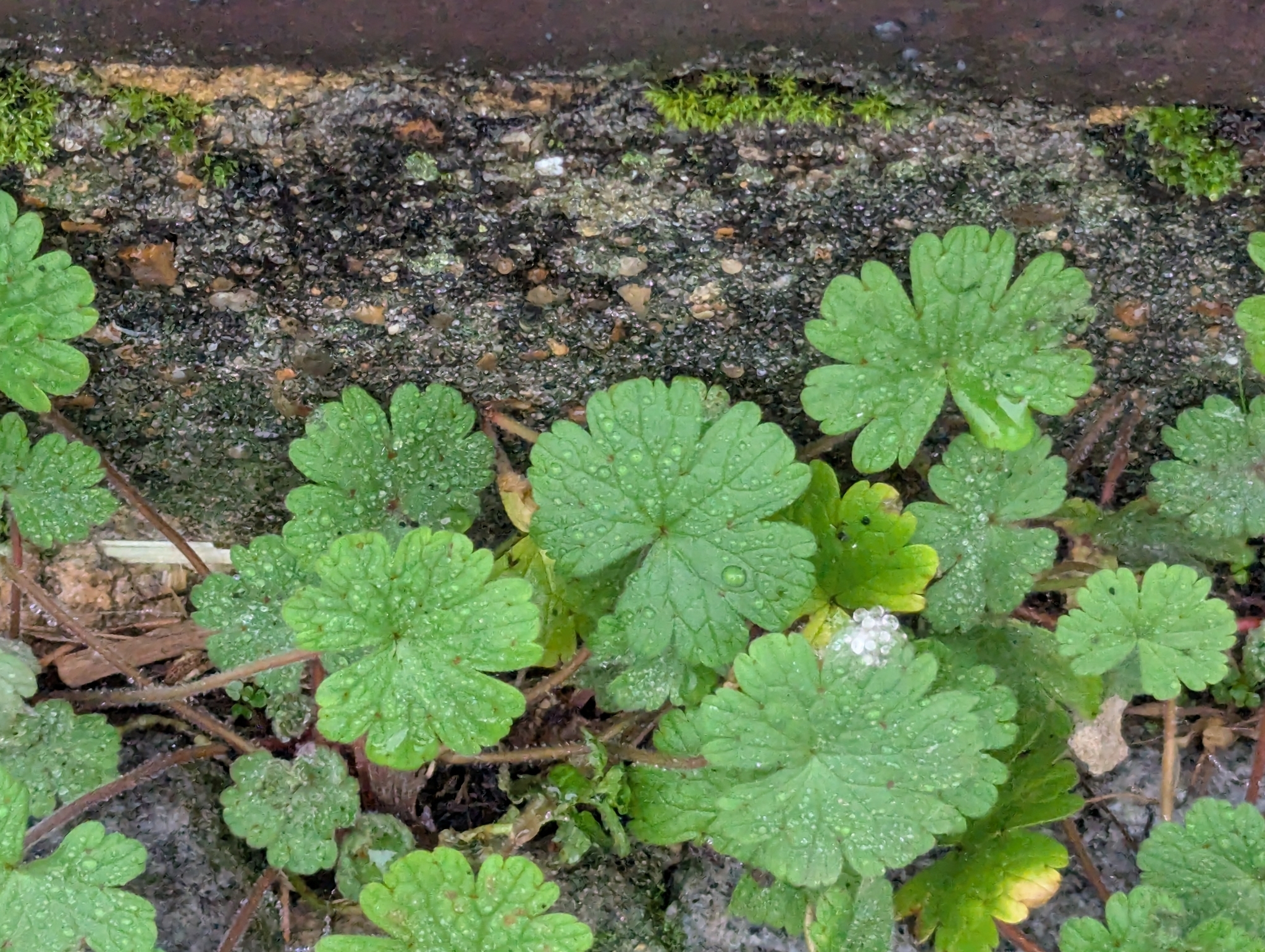 Imagem de Malva-de-cheiro