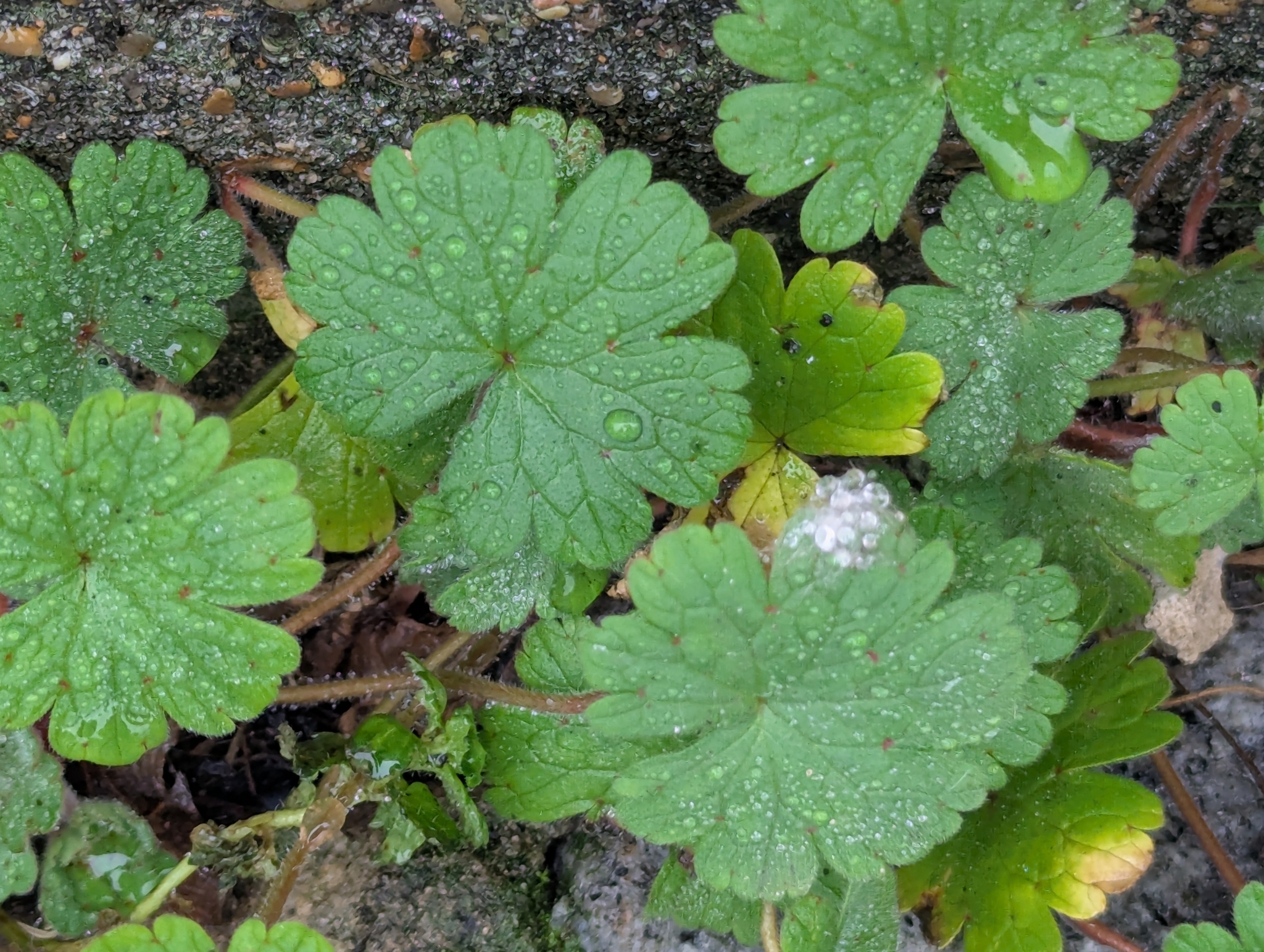 Imagem de Malva-de-cheiro