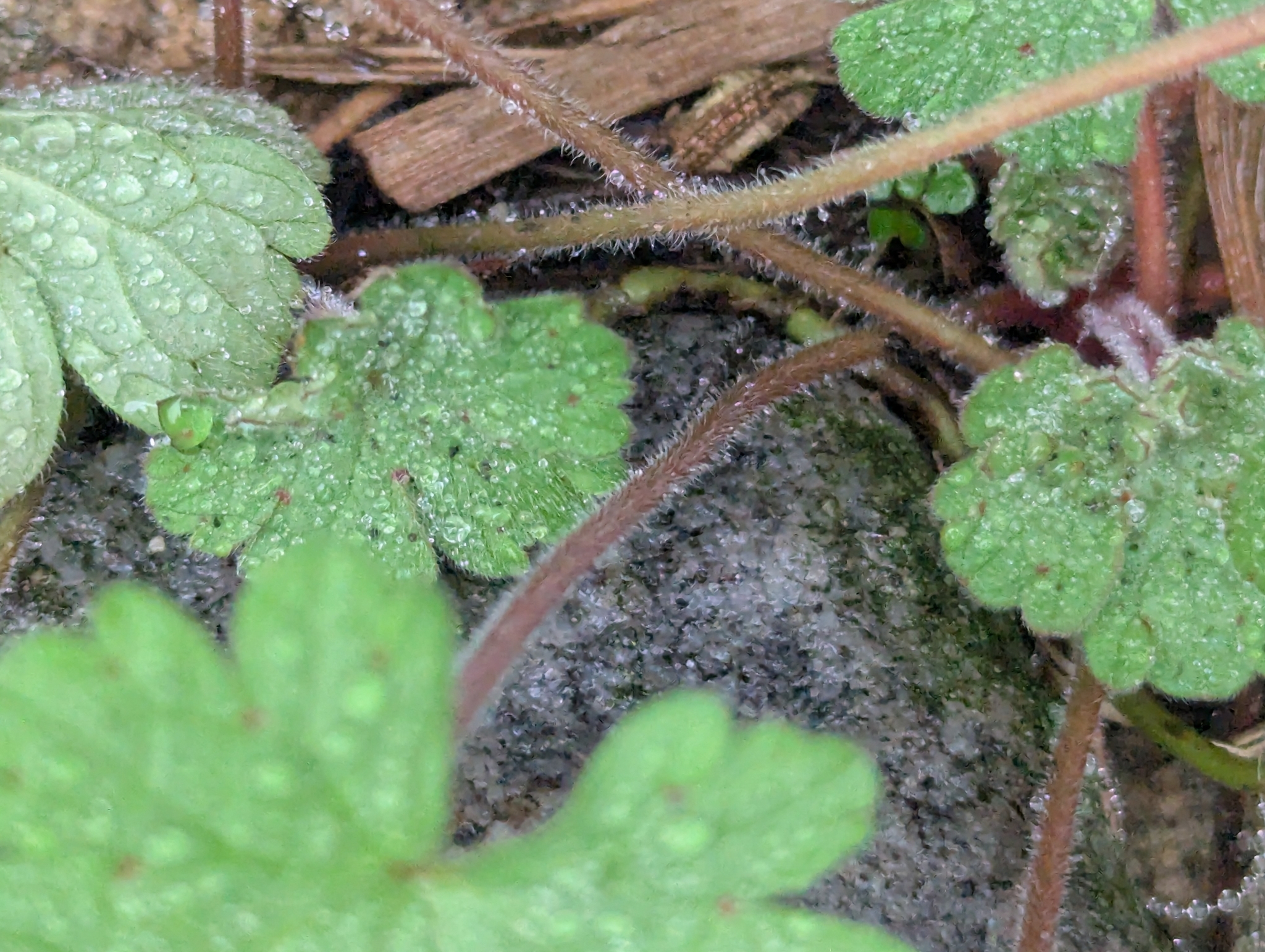 Imagem de Malva-de-cheiro