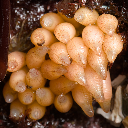 Channeled Dog Winkle