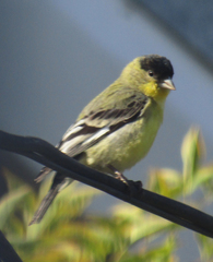 Spinus psaltria