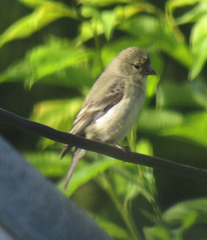 Spinus psaltria