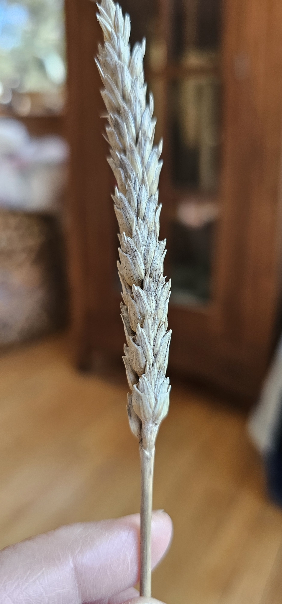 Photo by Envirosue via iNaturalist (Copyright Envirosue)