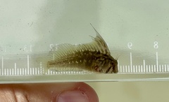 Highfin Blenny photo 1