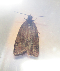 Lepidoptera