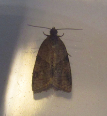 Lepidoptera