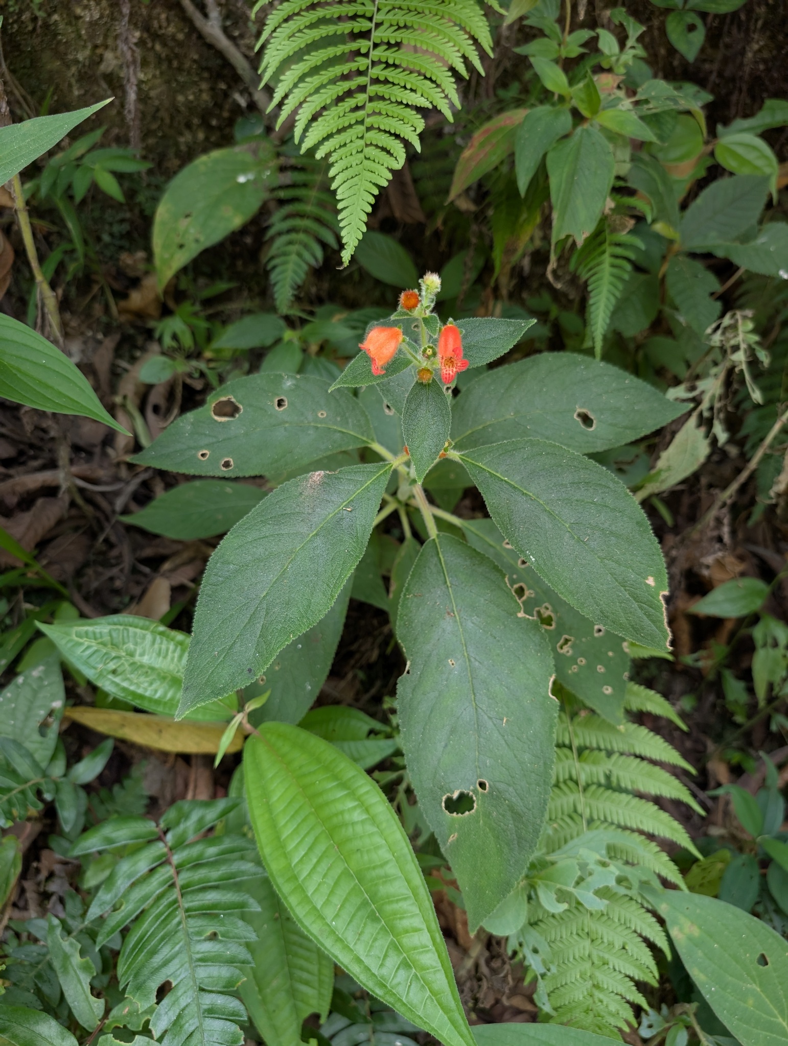 Imagem de Canela-de-ema