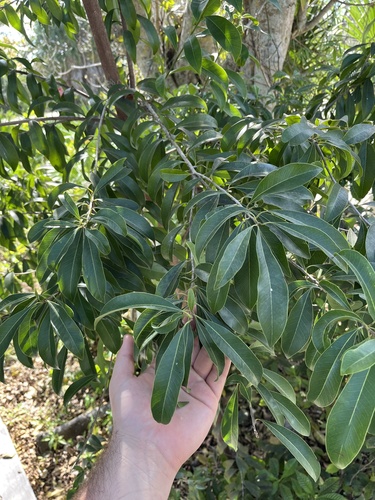 Foto de Marmelinho