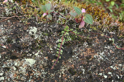 Neomortonia rosea, photograph 2