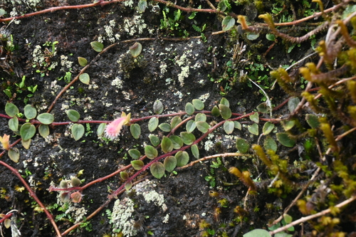 Neomortonia rosea, photograph 3