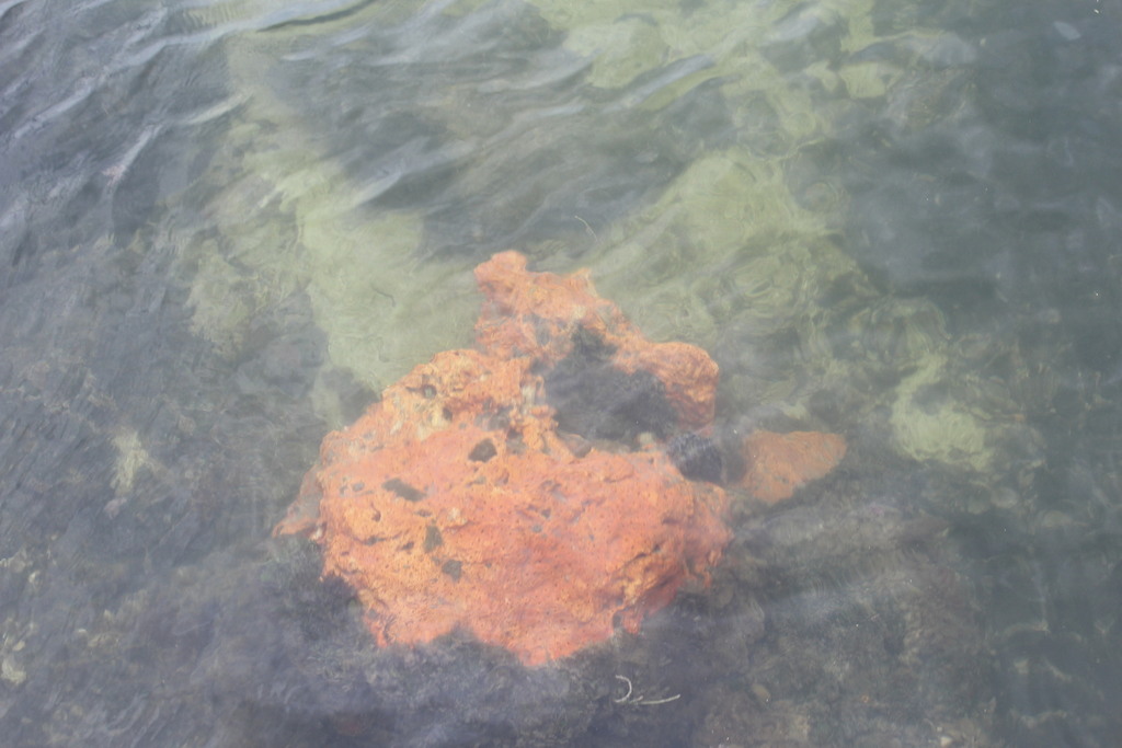 red boring sponge