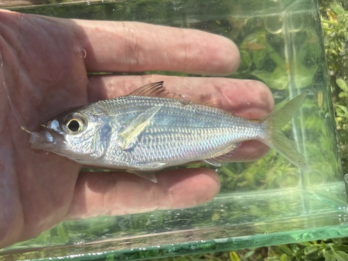 Florida mojarra (Ulaema lefroyi) — Gerreidae — 2