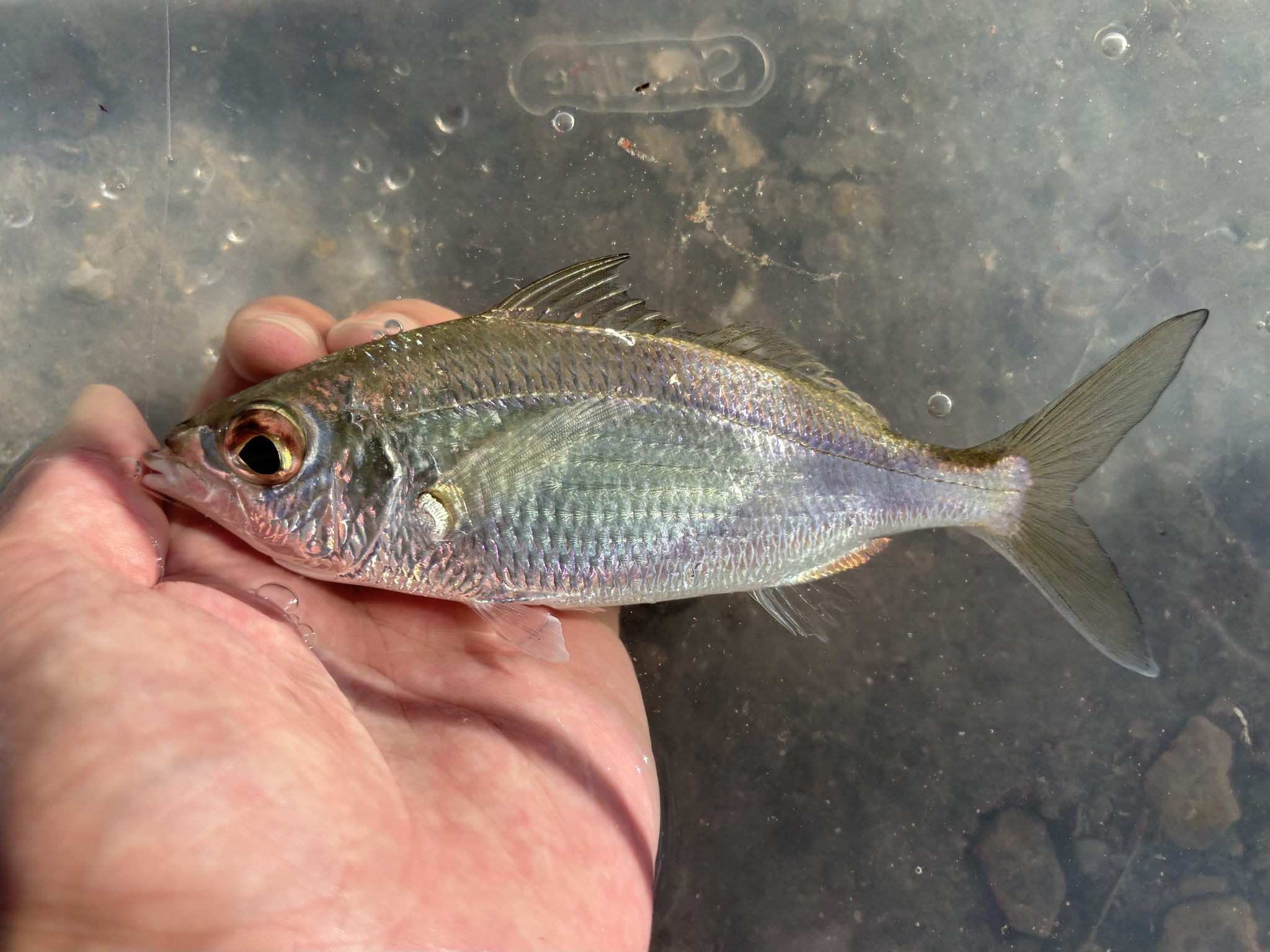 Carapicu ou escrivão (Eucinostomus argenteus) - peixe prateado brilhante de corpo fusiforme típico de praias rasas