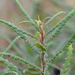 Comptonia peregrina - Photo (c) Mark Kluge,  זכויות יוצרים חלקיות (CC BY-NC), הועלה על ידי Mark Kluge