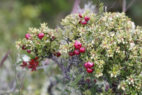 Prickly Heath