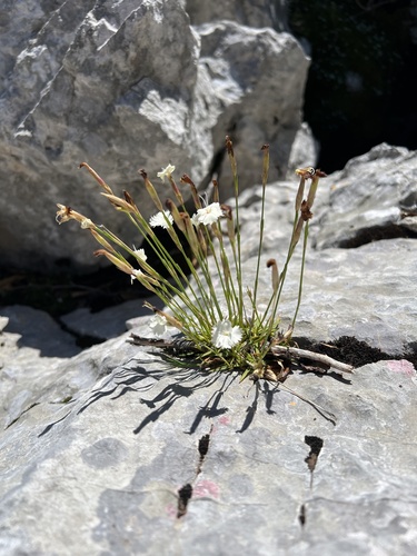 Dianthus petraeus, photograph 1