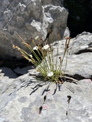 Dianthus petraeus, photograph author not stated, no rights reserved