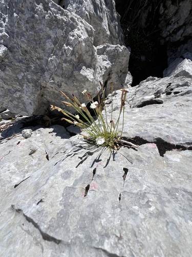 Dianthus petraeus, photograph 2