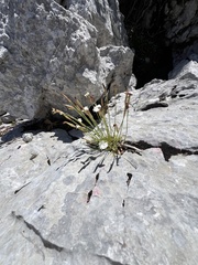 Dianthus petraeus, photograph author not stated, no rights reserved