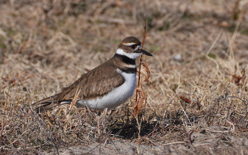 Killdeer