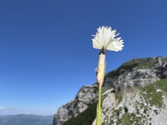 Dianthus petraeus, photograph author not stated, no rights reserved