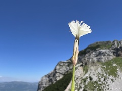 Dianthus petraeus, photograph author not stated, no rights reserved