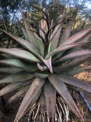 Aloe marlothii marlothii