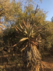Aloe marlothii marlothii