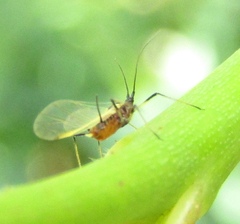 Aphidomorpha
