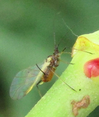 Aphidomorpha