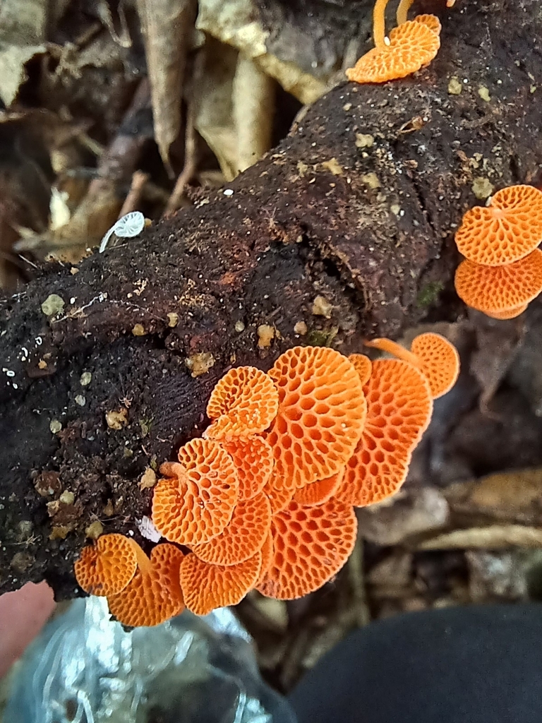 Favolaschia claudopus · January 2025 · photo: © ecoman (iNaturalist, cc-by)